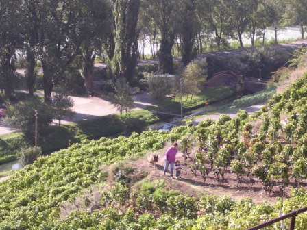 Vignoble en terrasse